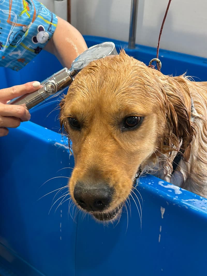 A groomer's hands rinsing a wet cocker spaniel in the blue grooming bath at the salon