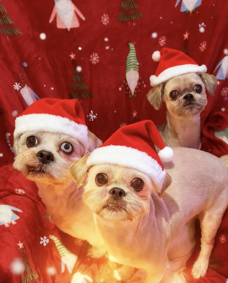 Three small dogs in Santa hats posed against a red festive backdrop