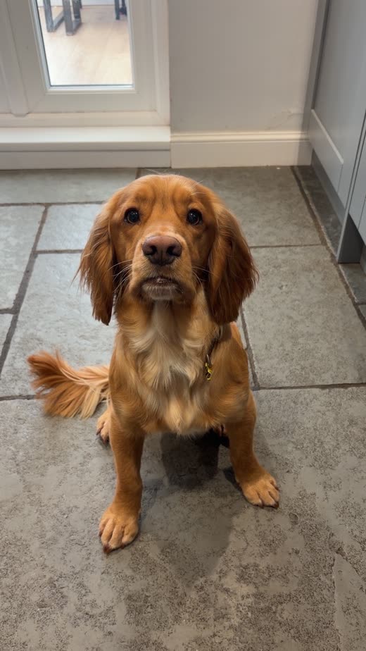 A freshly groomed golden working cocker spaniel sitting on the salon's tiled floor