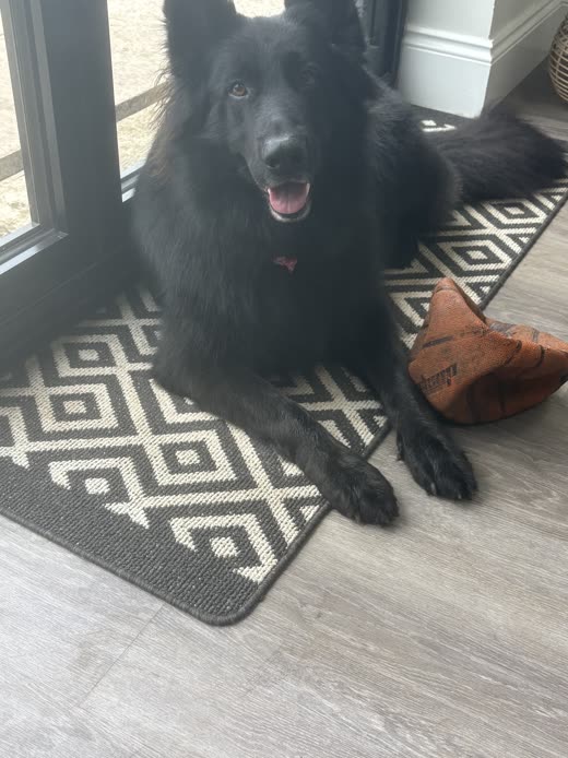 A large black long-haired German shepherd, freshly brushed, lying on a mat in the doorway