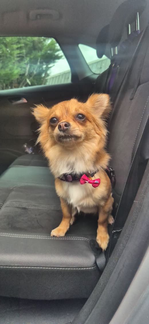 A small tan chihuahua-cross in a pink bow tie sitting on a car back seat