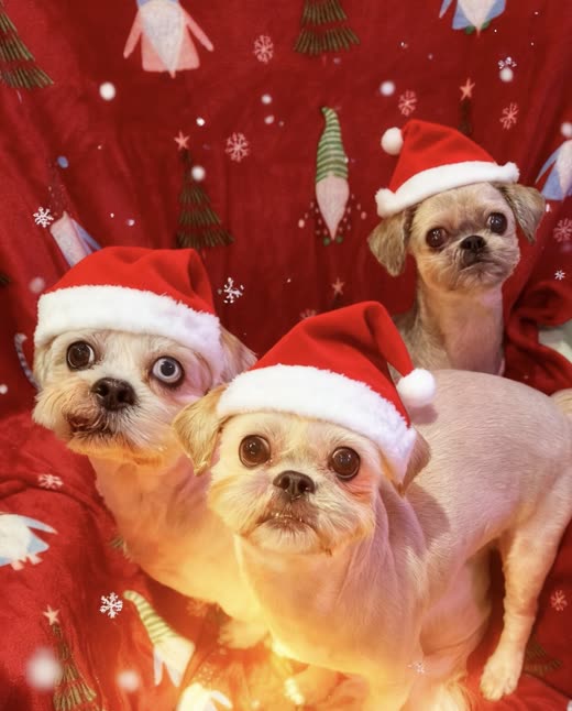 Three small shih-tzu type dogs in Santa hats against a red Christmas backdrop